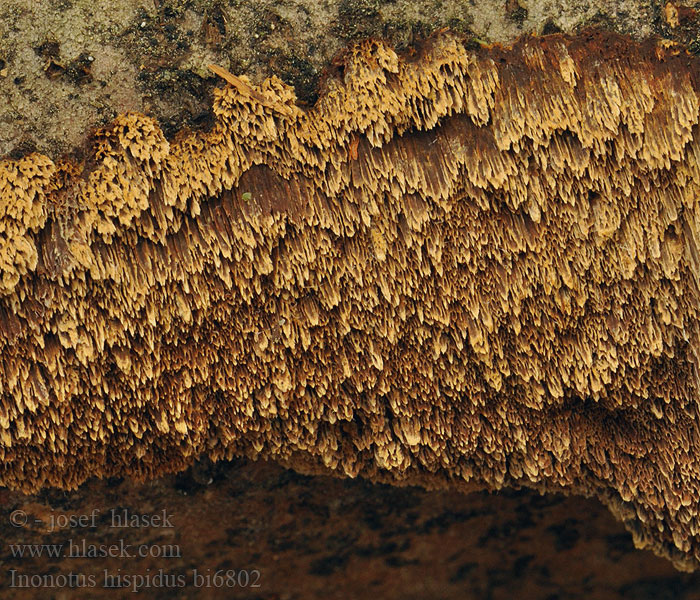 Inonotus hispidus Polyporus Rezavec štětinatý Zottiger Schillerporling Ruige weerschijnzwam Błyskoporek szczotkowaty Ryšavec srstnatý Børstehåret Spejlporesvamp Pälsticka Mokkakääpä Polypore hérissé Pelskjuke Щетинистоволосый темный трутовик Shaggy bracket Bolet de soca vellutat