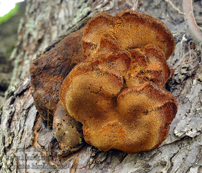 Inonotus hispidus Polypore hérissé Pelskjuke Щетинистоволосый темный трутовик