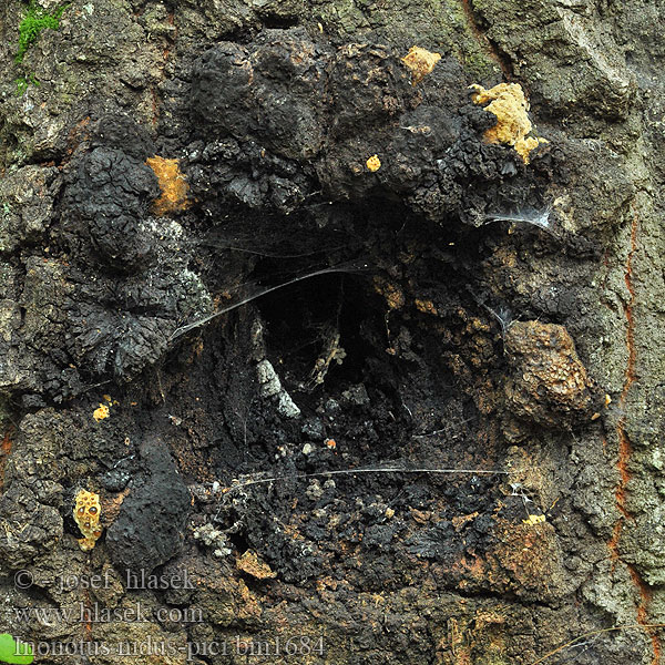 Inonotus nidus-pici Phaeoporus Rezavec datlí Spechtloch-Schillerporling Błyskoporek dziuplowy Włóknouszek Ryšavec ďatlí Kétalakú csertapló