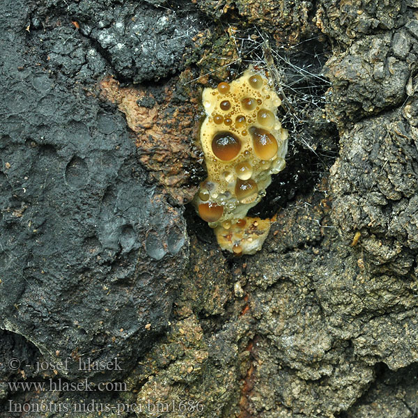 Inonotus nidus-pici Phaeoporus Rezavec datlí Spechtloch-Schillerporling Błyskoporek dziuplowy Włóknouszek Ryšavec ďatlí Kétalakú csertapló