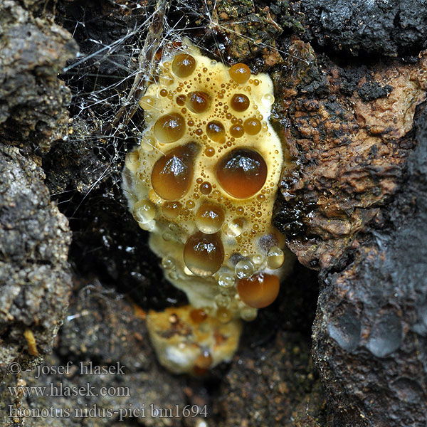 Inonotus nidus-pici Phaeoporus Rezavec datlí Spechtloch-Schillerporling Błyskoporek dziuplowy Włóknouszek Ryšavec ďatlí Kétalakú csertapló