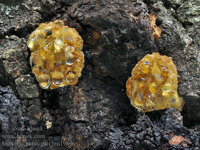 Inonotus nidus-pici Phaeoporus Rezavec datlí Spechtloch-Schillerporling Błyskoporek dziuplowy Włóknouszek Ryšavec ďatlí Kétalakú csertapló