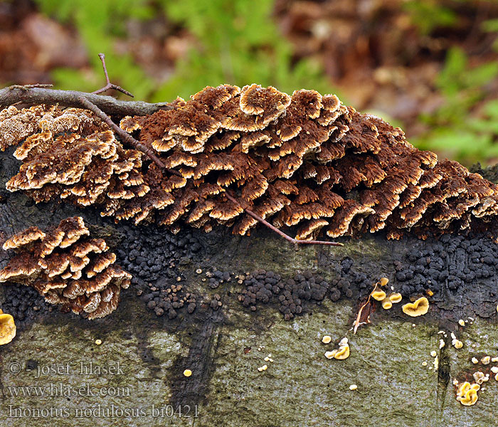 Nykerökääpä Beukeweerschijnzwam Knotiger Schillerporling