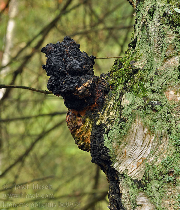 Inonotus obliquus Rezavec šikmý Schiefer Schillerporling Chaga Pilz Berkenweerschijnzwam Błyskoporek podkorowy Ryšavec šikmý Čaga Birke-Spejlporesvamp Sprängticka Pakurikääpä Polypore cendré Гриб березовый Чага Chaga Mushroom 白樺茸