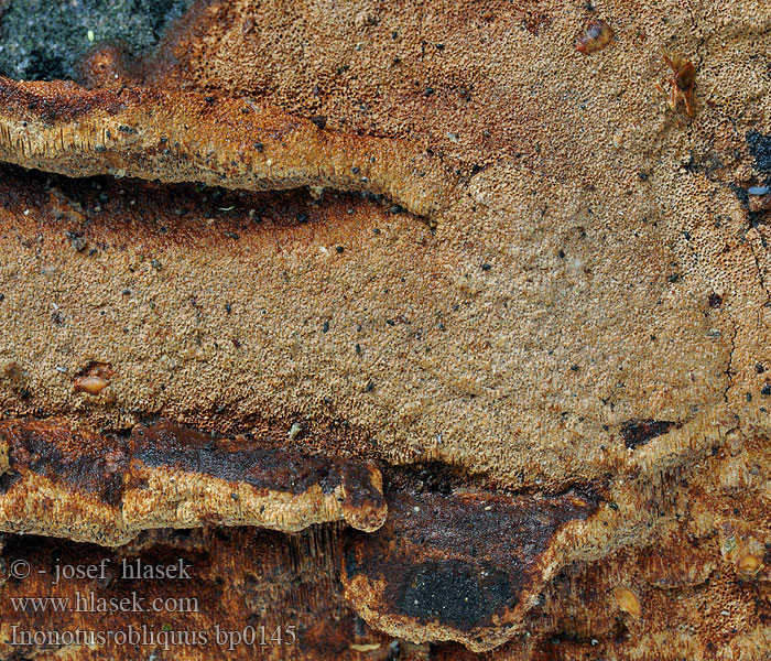 Birke-Spejlporesvamp Sprängticka Pakurikääpä Polypore cendré Гриб березовый Чага Chaga Mushroom 白樺茸