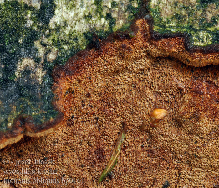 Inonotus obliquus Rezavec šikmý Schiefer Schillerporling Chaga Pilz Berkenweerschijnzwam Błyskoporek podkorowy Ryšavec šikmý Čaga Birke-Spejlporesvamp Sprängticka Pakurikääpä Polypore cendré Гриб березовый Чага Chaga Mushroom 白樺茸