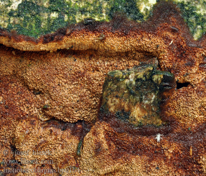 Inonotus obliquus Rezavec šikmý Schiefer Schillerporling Chaga Pilz Berkenweerschijnzwam Błyskoporek podkorowy Ryšavec šikmý Čaga Birke-Spejlporesvamp Sprängticka Pakurikääpä Polypore cendré Гриб березовый Чага Chaga Mushroom 白樺茸