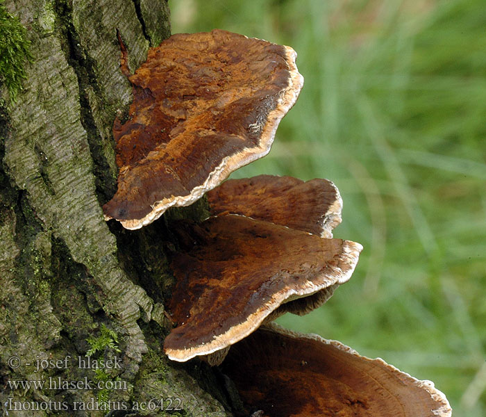 Płyskoporek promienisty Inonotus radiatus