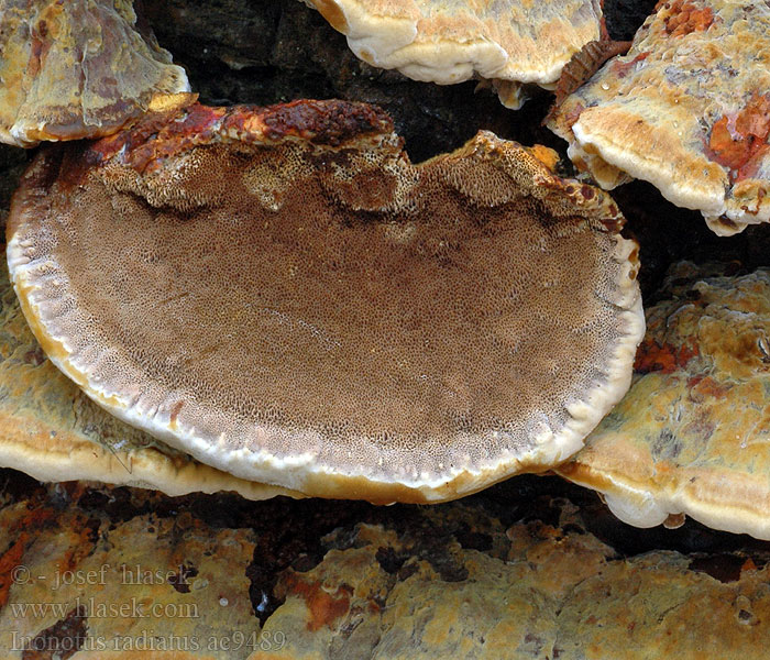 Alder Bracket Inonotus radiatus