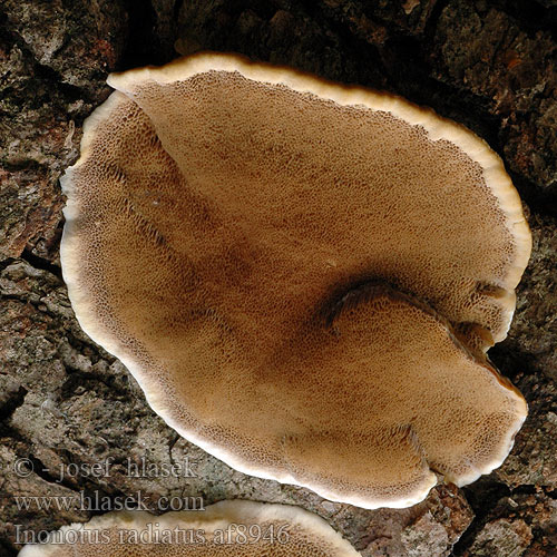 Erlen-Schillerporling Orekjuke Alticka Inonotus radiatus