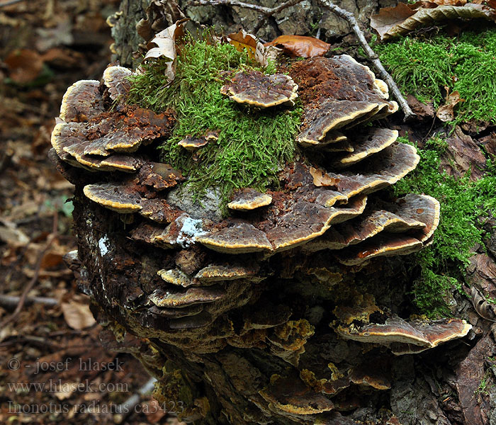 Lepänkääpä Inonotus radiatus