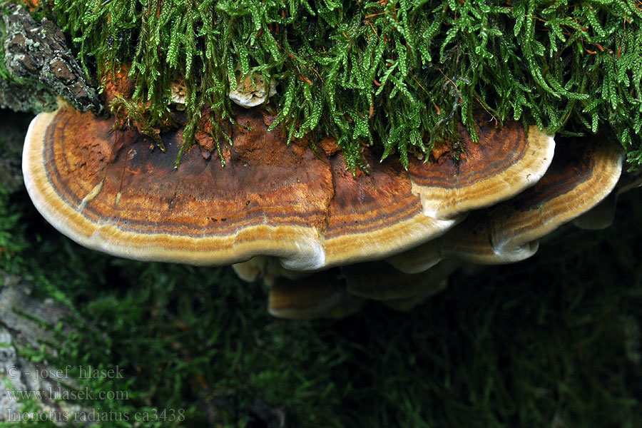 ミヤマウラギンタケ Inonotus radiatus