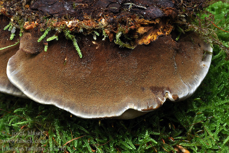 Erlen-Schillerporling Inonotus radiatus