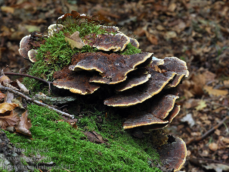 Orekjuke Alticka Inonotus radiatus