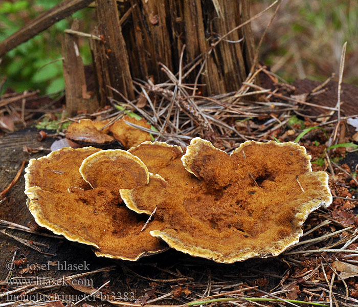 Inonotus triqueter bi3383