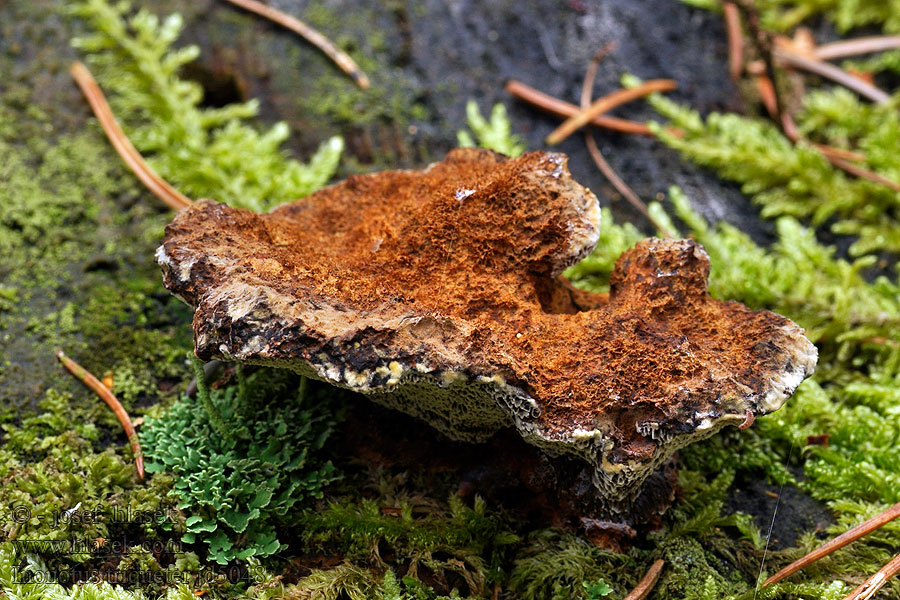 Inonotus triqueter Kiefernschillerporling Kiefernfilzporling