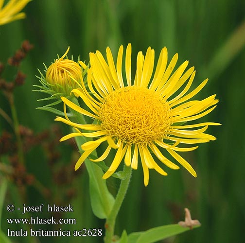 Inula britannica Oman britský luční Wiesen-Alant Soløje-Alant