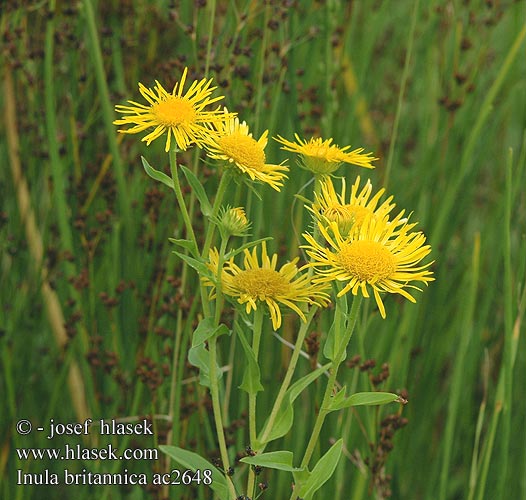 Inula britannica Vanukehirvenjuuri Réti peremizs Engelse alant