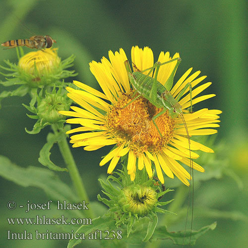 Inula britannica Luddkrissla British Yellowhead Inula Flower