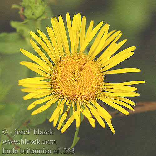 Inula britannica Oman britský luční Wiesen-Alant