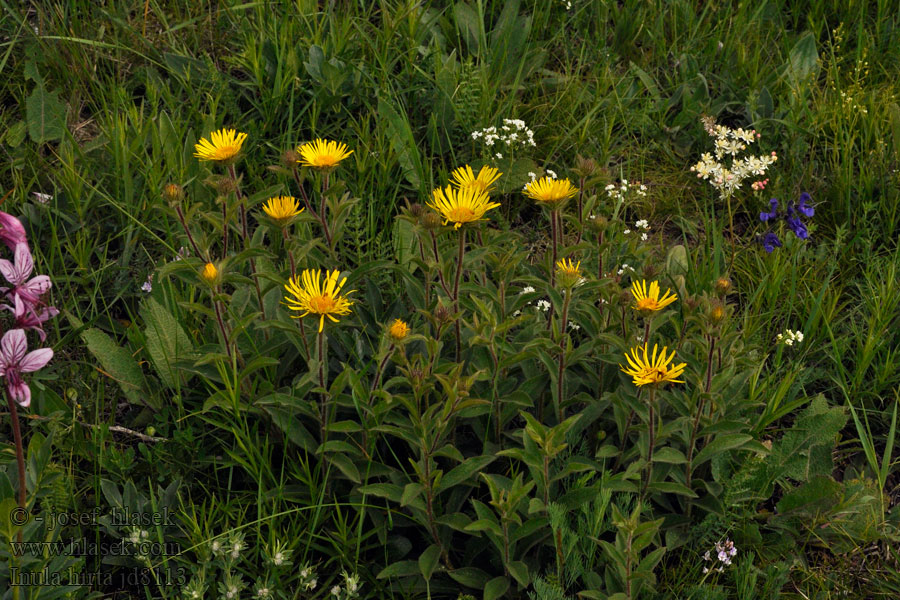 Rauer Alant Oman szorstki Inula hirta