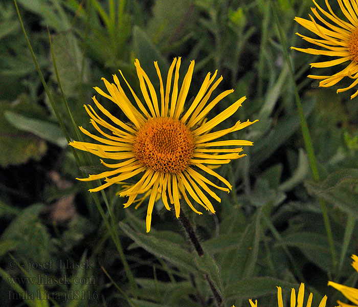 Inula hirta