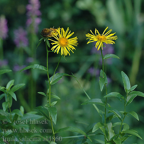 Inula salicina vŕbolistý Oman vrbolistý Willowleaf yellowhead