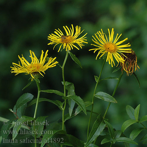 Inule feuilles Saule Wilgebladalant Wilgalant Fűzlevelű peremizs