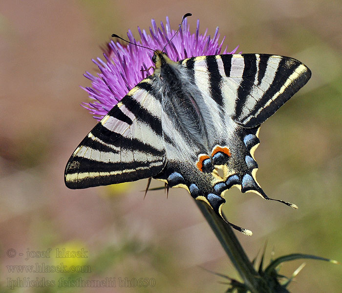 Iphiclides feisthamelii Iberischer Segelfalter Otakárek iberský