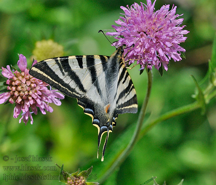 Iberischer Segelfalter Otakárek iberský Iphiclides feisthamelii