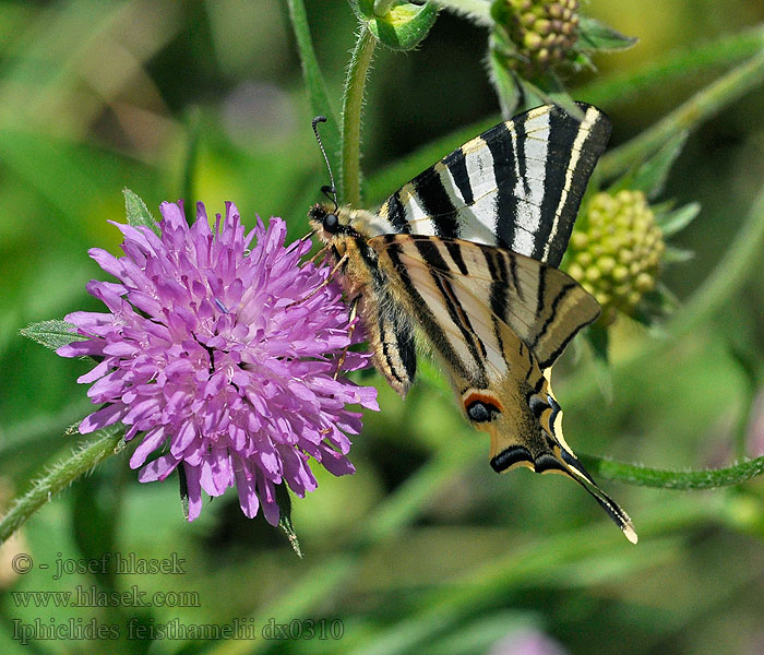 Otakárek iberský Southern Scarce Swallowtail Iphiclides feisthamelii