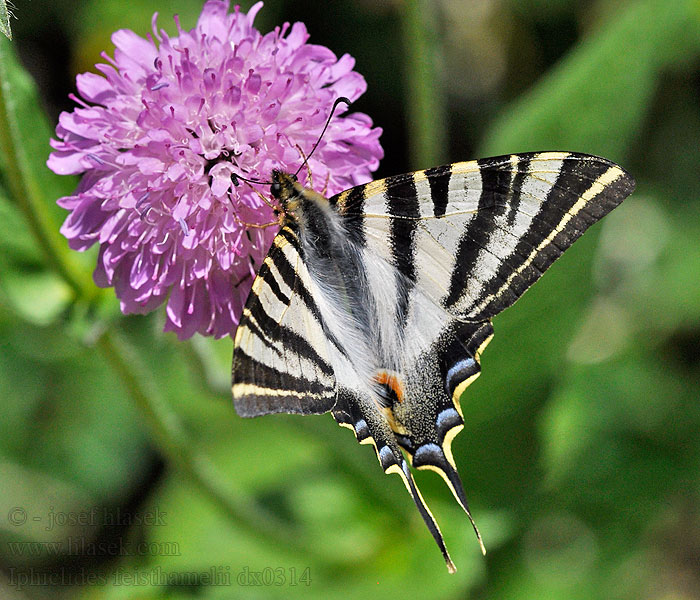 Southern Scarce Swallowtail Voilier blanc Iphiclides feisthamelii