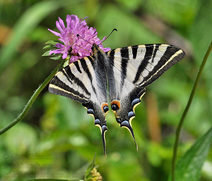 Voilier blanc Żeglarz zachodni Iphiclides feisthamelii