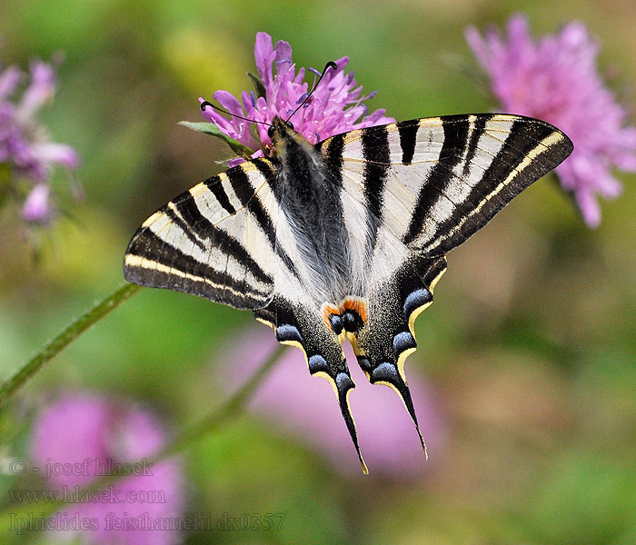 Nordafrikansk Svalehale Chupaleche Iphiclides feisthamelii