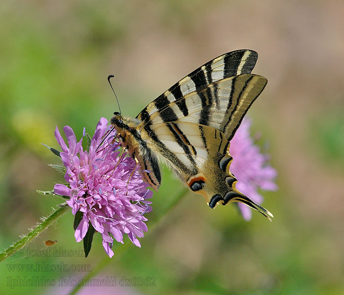 Chupaleche Papallona zebrada Iphiclides feisthamelii