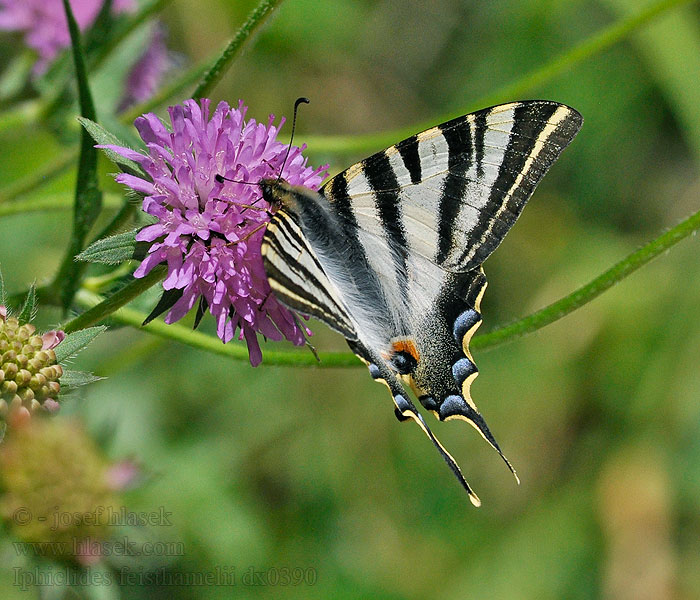 Iphiclides feisthamelii