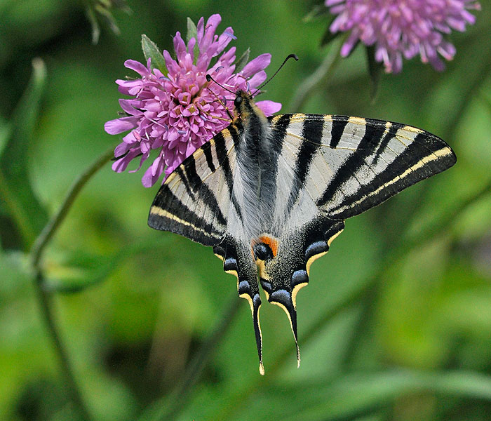 Iphiclides feisthamelii