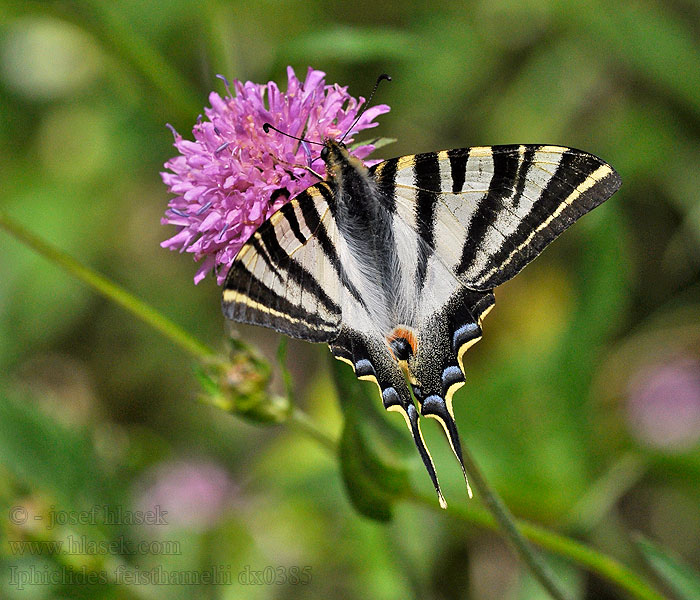 Papallona zebrada Iphiclides feisthamelii