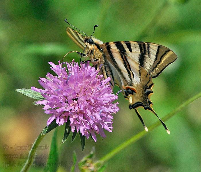 Chupaleche Iphiclides feisthamelii