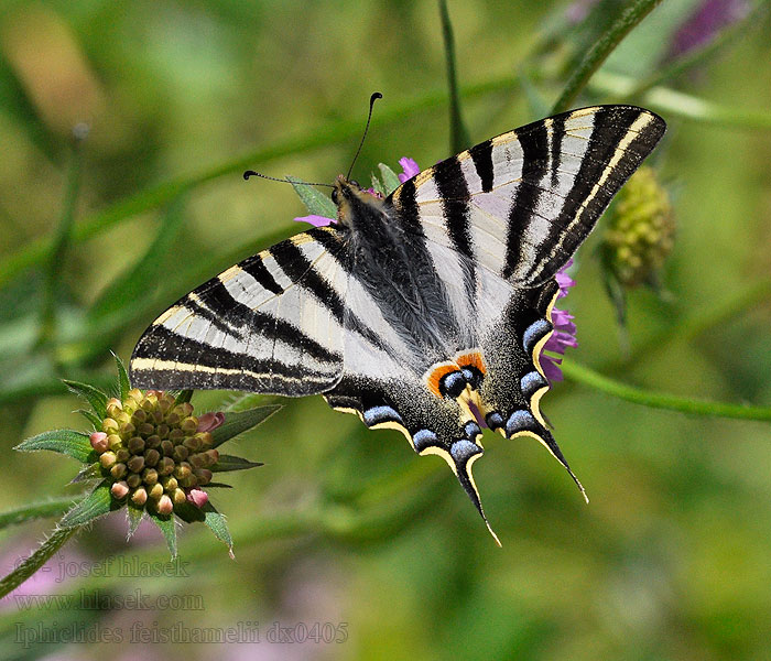 Nordafrikansk Svalehale Iphiclides feisthamelii