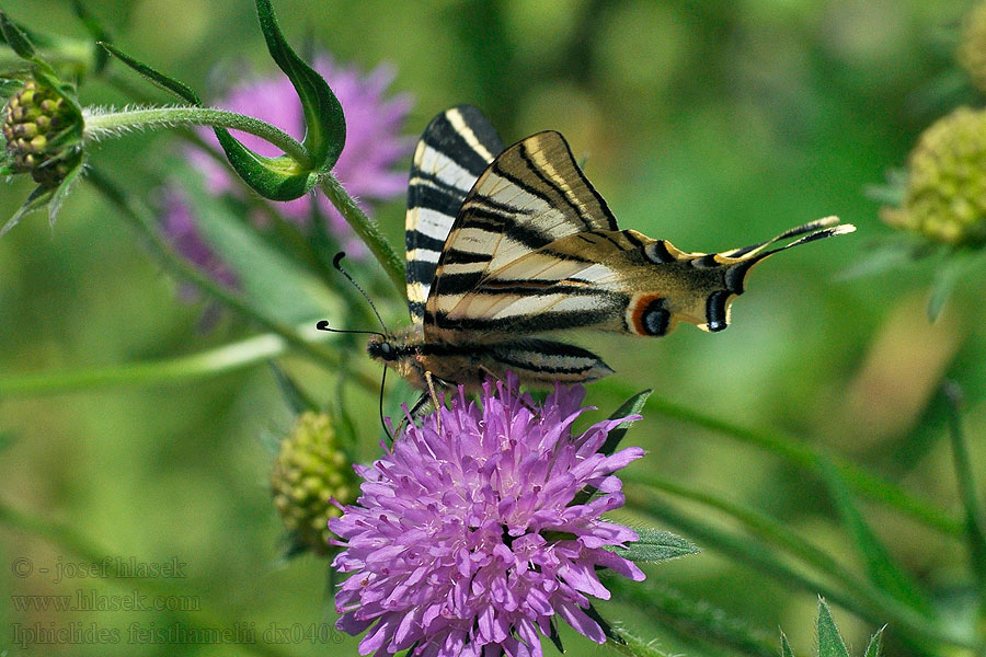 Żeglarz zachodni Iphiclides feisthamelii