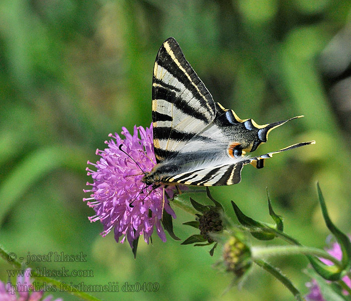 Voilier blanc Iphiclides feisthamelii