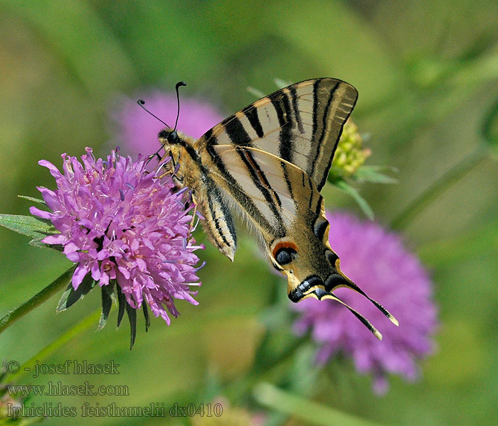 Southern Scarce Swallowtail Iphiclides feisthamelii