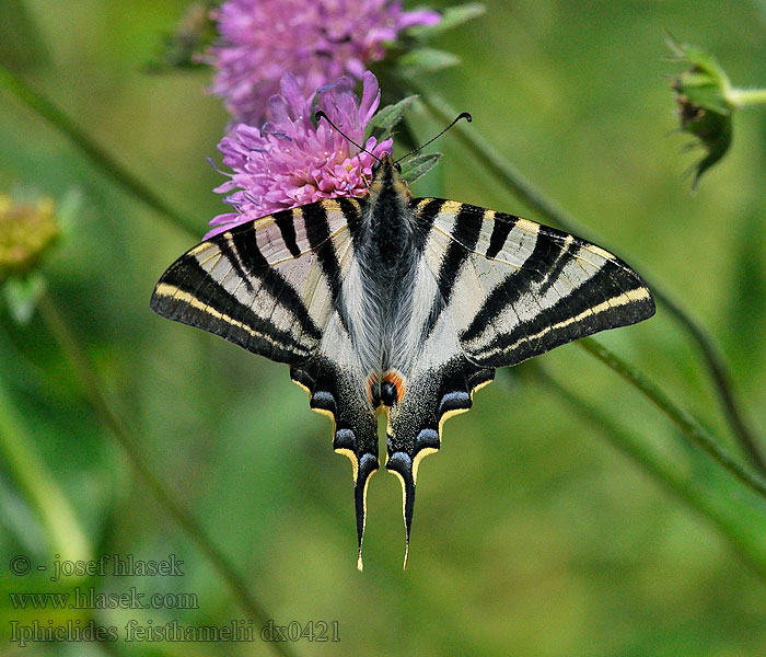 Iberischer Segelfalter Iphiclides feisthamelii