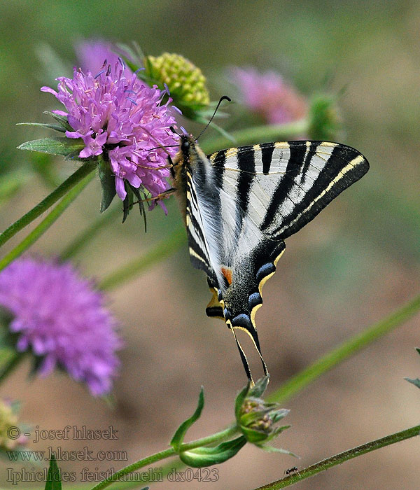 Iphiclides feisthamelii Papallona zebrada