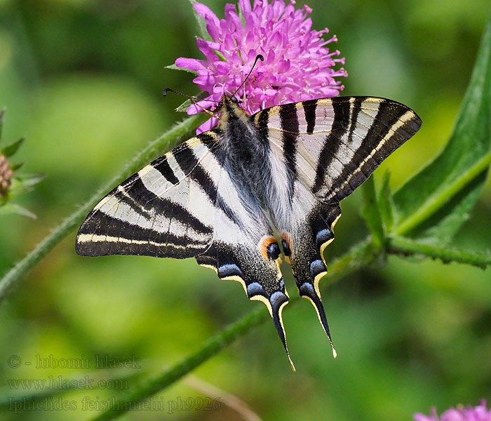 Iphiclides feisthamelii Nordafrikansk Svalehale