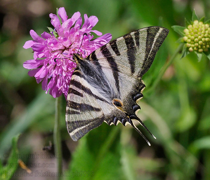 Iphiclides feisthamelii Żeglarz zachodni