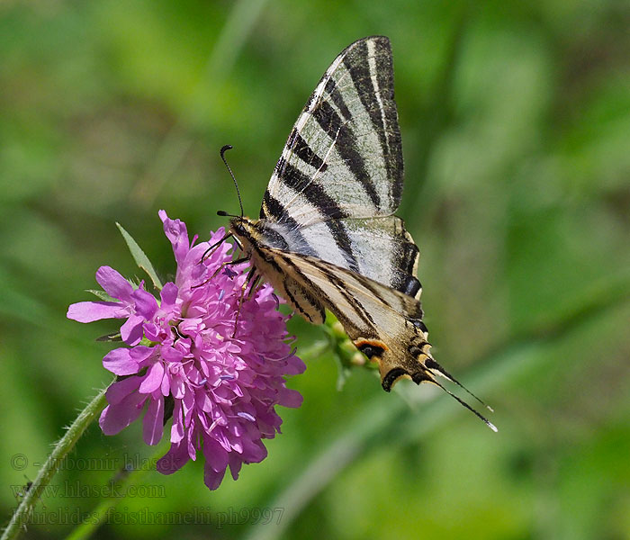 Iphiclides feisthamelii Voilier blanc