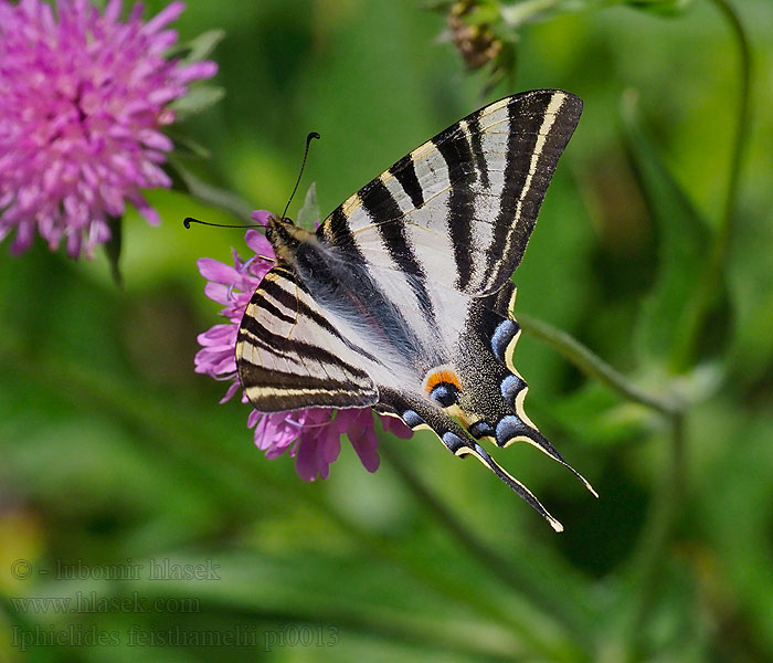 Iphiclides feisthamelii Southern Scarce Swallowtail