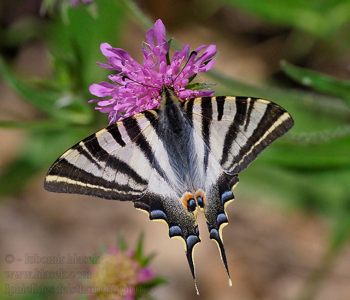 Iphiclides feisthamelii Otakárek iberský